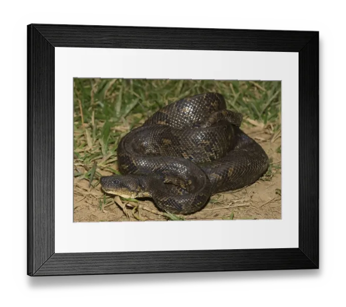 Framed Print : Madagascar Tree Boa or Boa manditra (Sanzinia madagascariensis) Framed Print : Madagascar Tree Boa or Boa manditra (Sanzinia madagascariensis)
