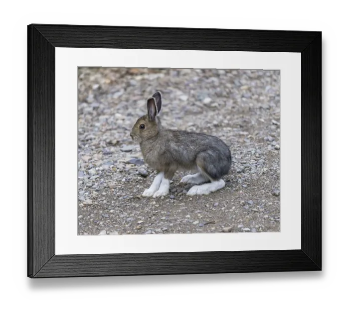 Framed Print : Snowshoe Hare (Lepus americanus)