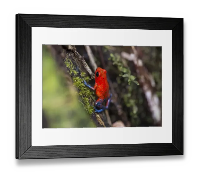 Framed Print : Strawberry poison-dart frog (Dendrobates pumilio) Framed Print : Strawberry poison-dart frog (Dendrobates pumilio)