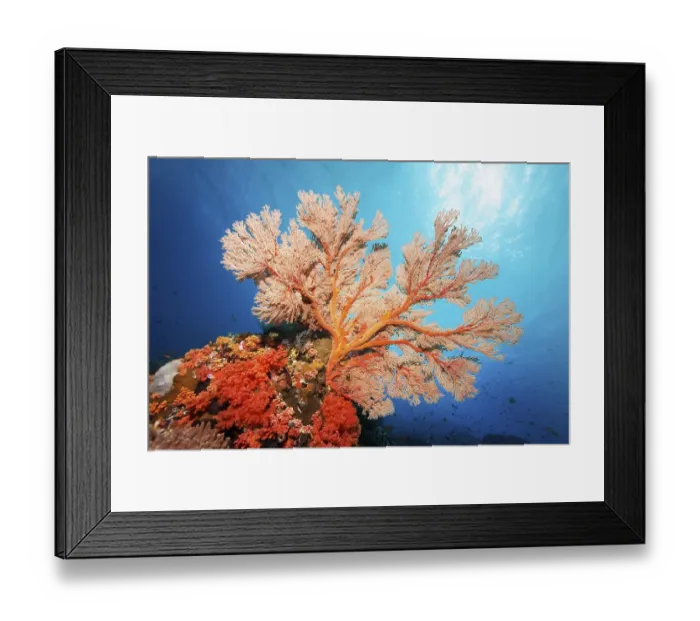 Framed Print : Red sea fan (Melithaea) gorgonian with open polyps in backlight on coral reef