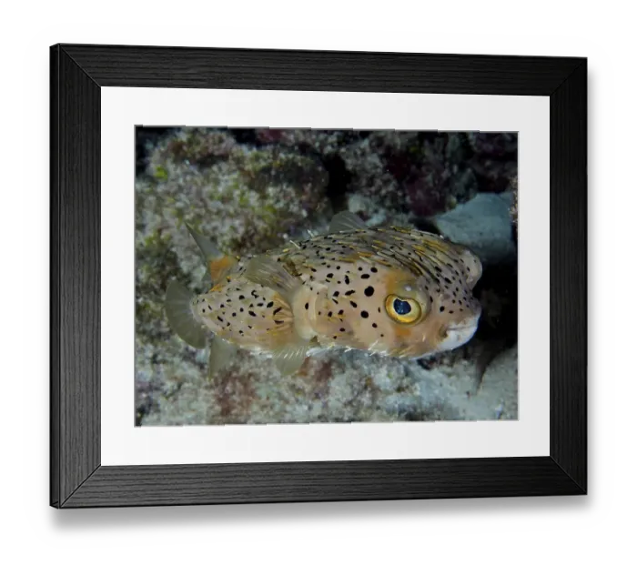 Framed Print : Long-spine porcupinefish (Diodon holocanthus)