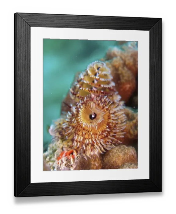 Framed Print : Christmas tree worm (Spirobranchus giganteus)