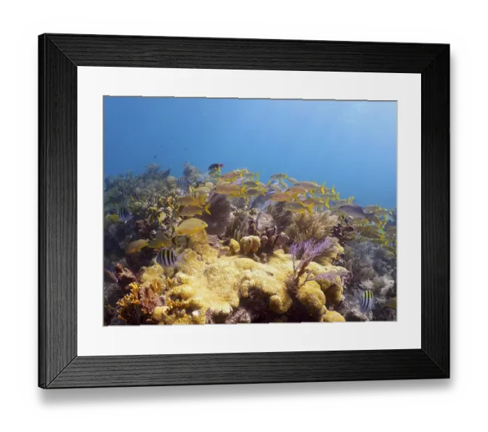 Framed Print : School of fish over star coral (Montastraea cavernosa) Framed Print : School of fish over star coral (Montastraea cavernosa)