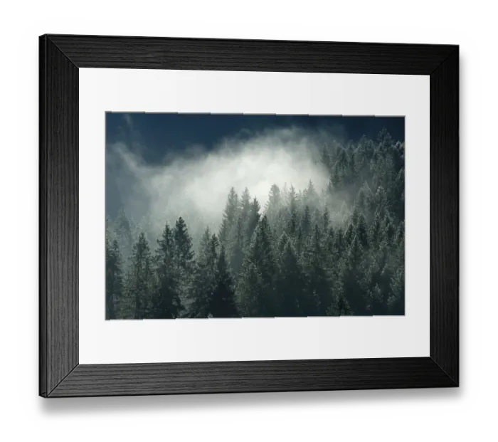 Framed Print : Spruce forest Framed Print : Spruce forest