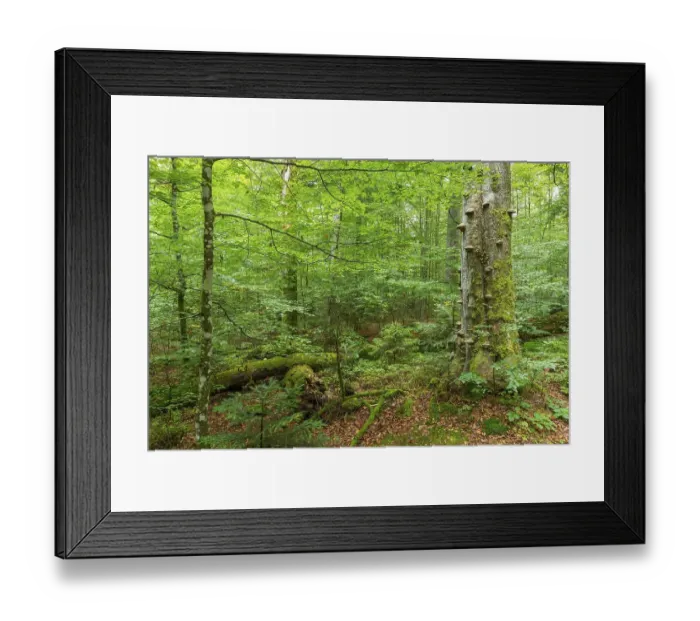 Framed Print : Near-natural mixed forest with deadwood