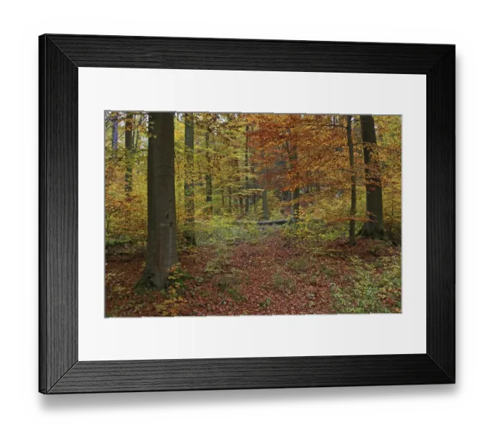 Framed Print : Autumnally coloured beech groove