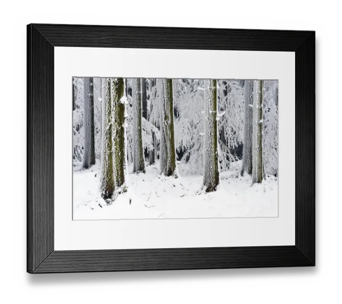Framed Print : Snow-covered coniferous forest Framed Print : Snow-covered coniferous forest