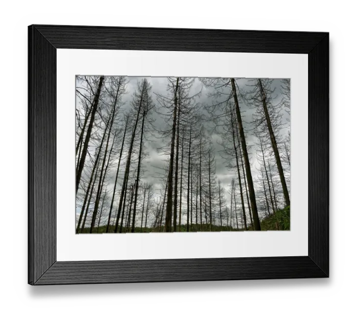 Framed Print : Forest dieback, dead spruce (Picea) Framed Print : Forest dieback, dead spruce (Picea)