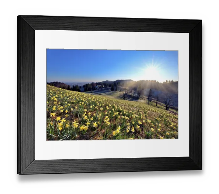 Framed Print : Field with flowering daffodils (Narcissus)