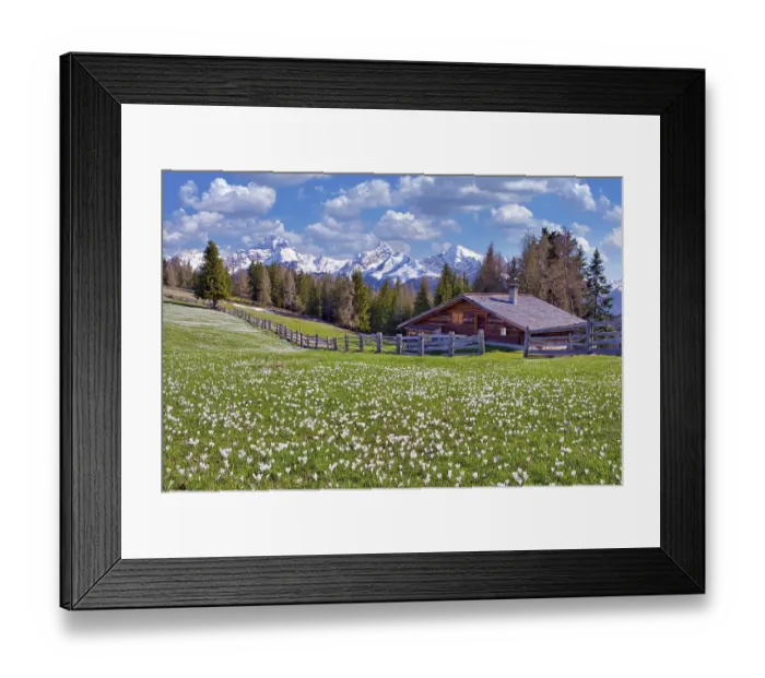 Framed Print : Maiensaess with flowering crocuses Framed Print : Maiensaess with flowering crocuses