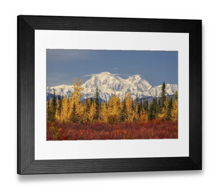 Framed Print : Mount Denali in the sun, autumn colours Framed Print : Mount Denali in the sun, autumn colours