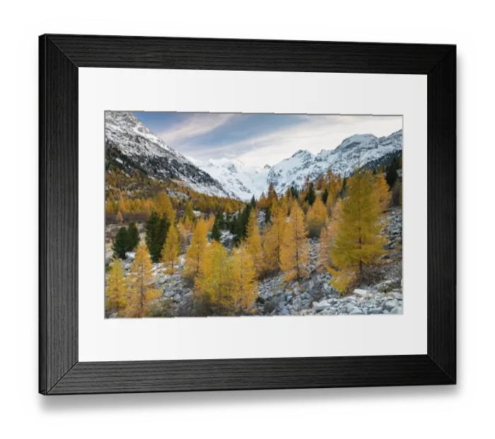 Framed Print : Autumnal larch forest in the valley of the Morteratsch Glacier