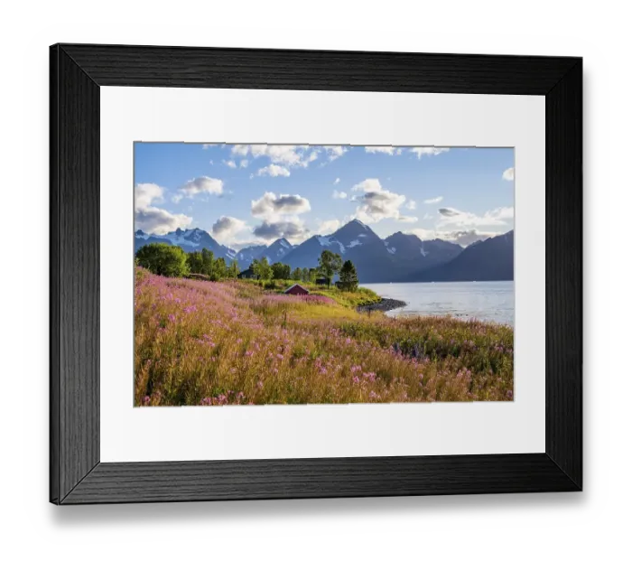 Framed Print : Flower field on the coast of the Lyngenfjord