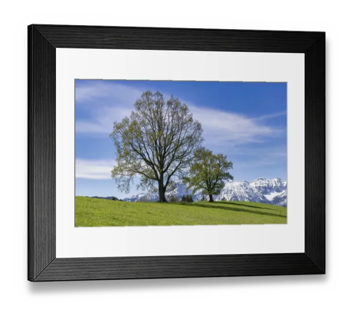 Framed Print : Common beeches (Fagus sylvatica) in spring