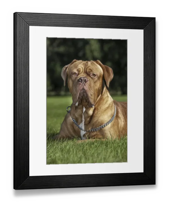 Framed Print : Dogue de Bordeaux, French Mastiff Framed Print : Dogue de Bordeaux, French Mastiff