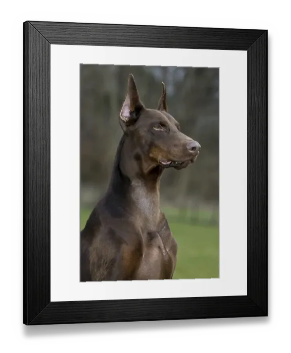 Framed Print : Close-up of Doberman Pinscher, Pincher Framed Print : Close-up of Doberman Pinscher, Pincher