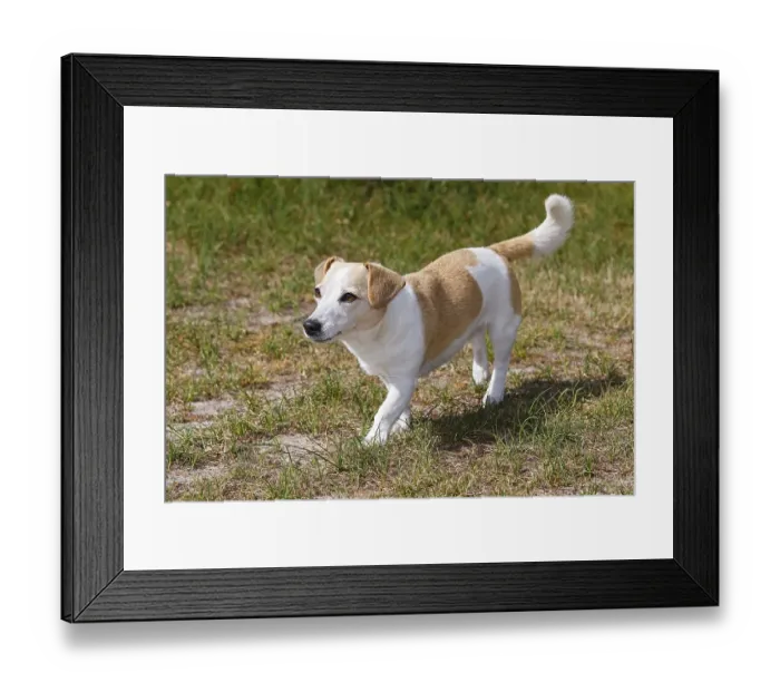 Framed Print : Dog, Jack Russell Terrier, Dog breed