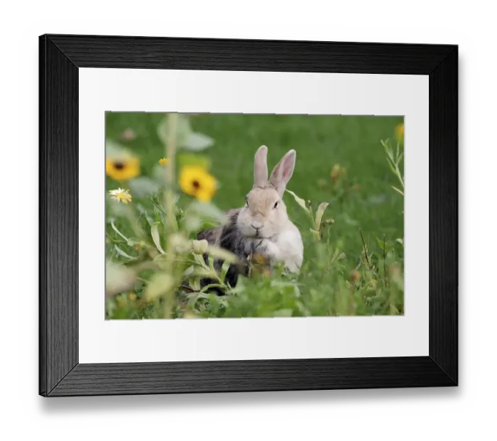 Framed Print : Rabbit (Cuniculus), mammal, flowers
