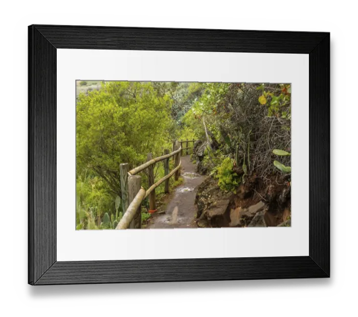 Framed Print : Beautiful trail in the Laurisilva forest of Los tilos de Moya