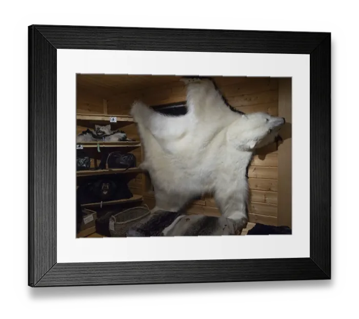 Framed Print : Polar bear fur, shop, Longyearbyen
