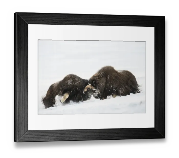 Framed Print : Muskoxen (Ovibos moschatus) fighting in the snow Framed Print : Muskoxen (Ovibos moschatus) fighting in the snow
