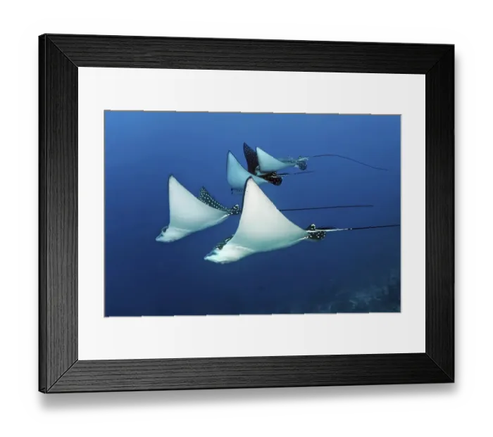 Framed Print : Group of Spotted Eagle Ray (Aetobatus narinari) swimming over coral reef