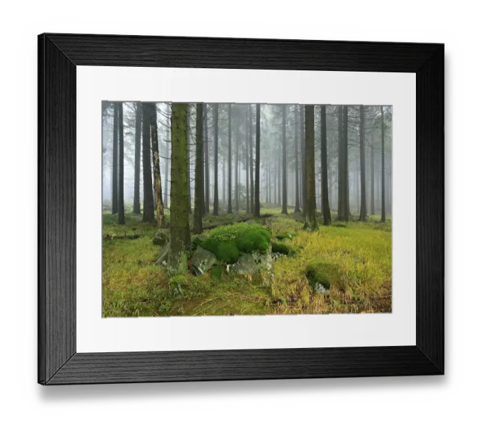Framed Print : Spruce forest with mossy boulders in the mist