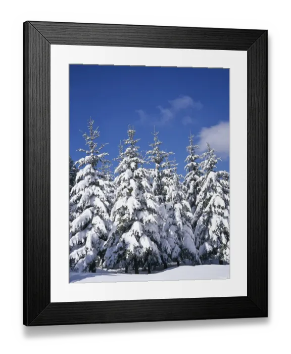 Framed Print : Fir trees, forest, snow-covered winter landscape