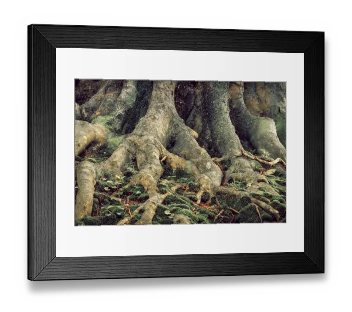 Framed Print : European Beech (Fagus sylvatica)