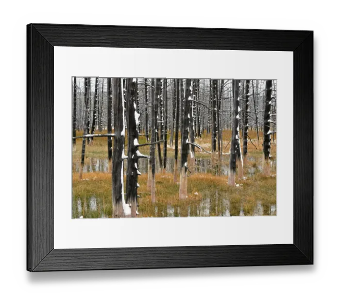 Framed Print : Burnt trees with fresh snow, Midway Geyser Basin Framed Print : Burnt trees with fresh snow, Midway Geyser Basin