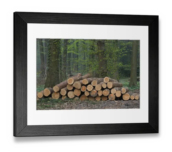 Framed Print : Freshly cut pine wood, red-marked trunks in the forest are available for pickup