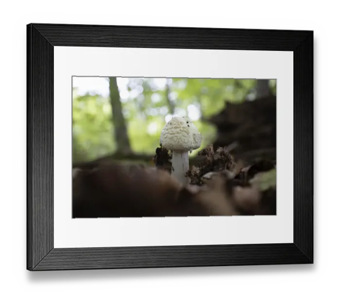 Framed Print : Yellow amanita Framed Print : Yellow amanita