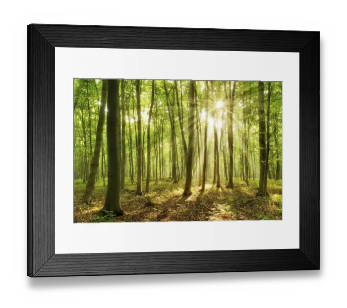 Framed Print : Light-flooded beech forest, sun shines through the forest