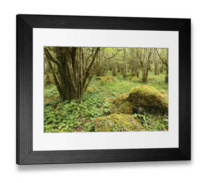 Framed Print : Hazel woods, Burren National Park Framed Print : Hazel woods, Burren National Park