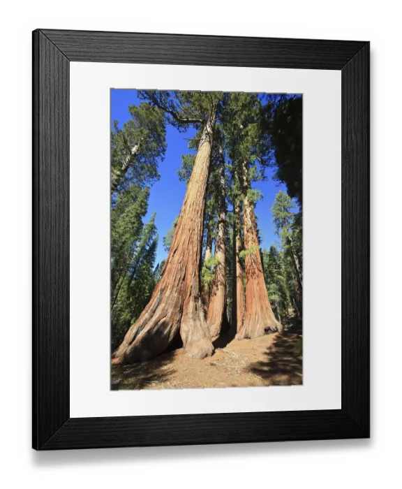 Framed Print : Sequoias in Foresta, Yosemite West Framed Print : Sequoias in Foresta, Yosemite West
