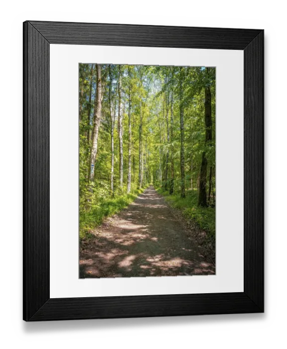 Framed Print : Forest path through a mixed forest in summer sunshine