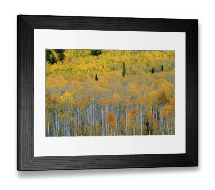 Framed Print : USA Utah Wasatch Range Fishlake Area autumn