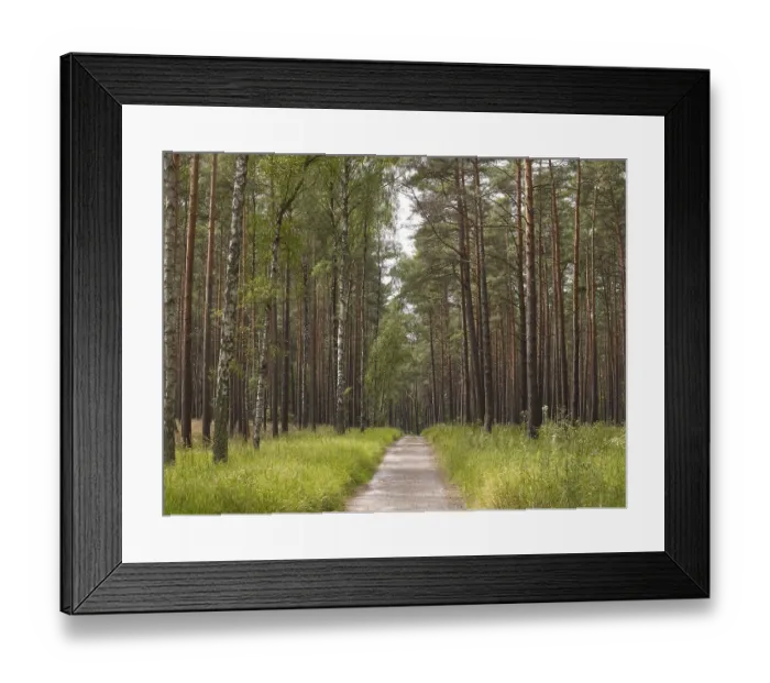 Framed Print : Woodland with conifers and birch trees
