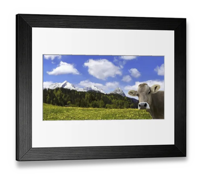 Framed Print : Cow on an Alpine meadow with Alpspitze Mountain and Zugspitze Mountain