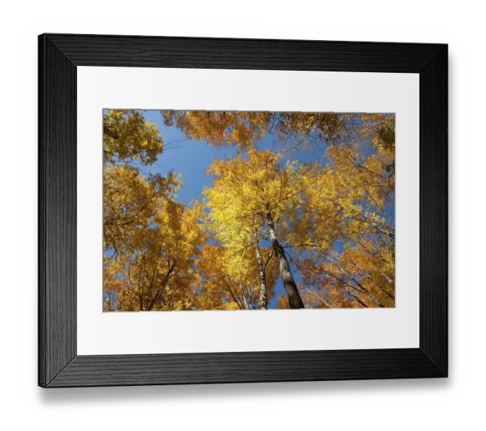 Framed Print : Trees in a forest, Sugar Maple (Acer saccharum)