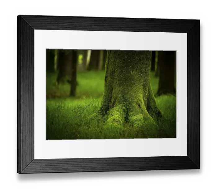 Framed Print : Moss-covered tree in forest meadow Framed Print : Moss-covered tree in forest meadow