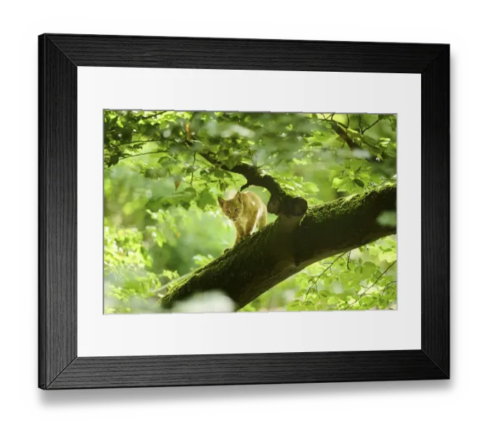 Framed Print : Eurasian lynx (Lynx lynx) youngster standing on a tree in a forest