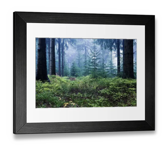Framed Print : Coniferous forest near Masserberg