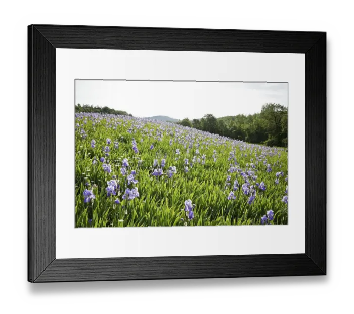 Framed Print : Blooming field of German Iris (Iris germanica)