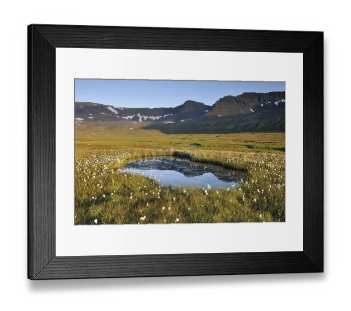 Framed Print : Small lake, cotton grass, Hloeouvik Framed Print : Small lake, cotton grass, Hloeouvik