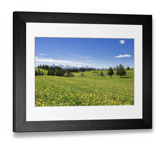 Framed Print : View of the Allgaeu Alps, dandelion meadow Framed Print : View of the Allgaeu Alps, dandelion meadow