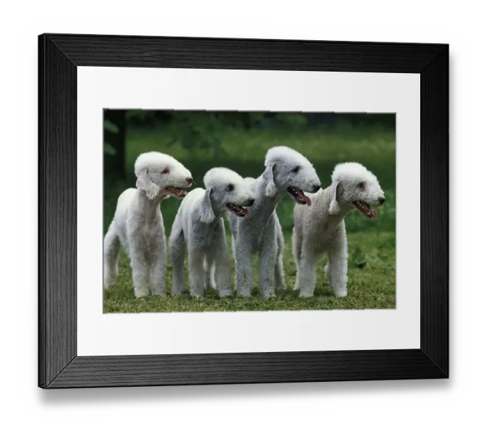 Framed Print : BEDLINGTON TERRIER, GROUP OF ADULTS ON GRASS