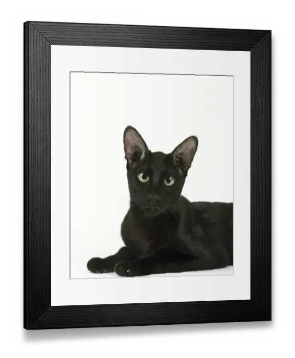 Framed Print : Ebony oriental cat against white background Framed Print : Ebony oriental cat against white background