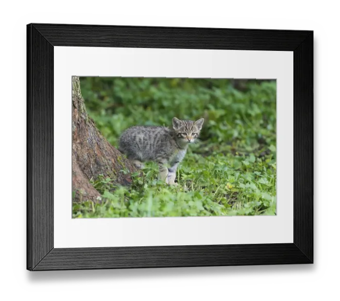 Framed Print : Wildcat (Felis silvestris), Kitten, captive