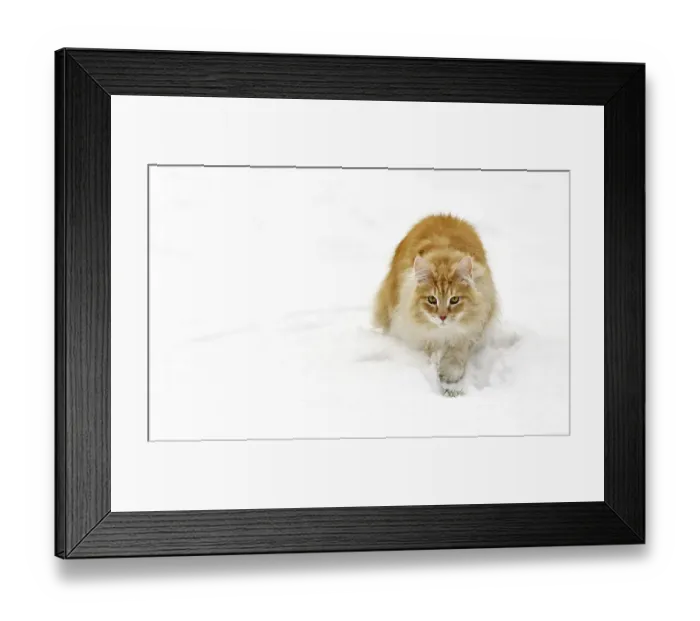 Framed Print : Norwegian Forest Cat (Felis catus) stalking prey in the snow in winter